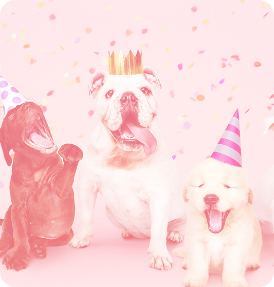 Imagem de três cachorros com chápeus de festa comemorando um aniversário